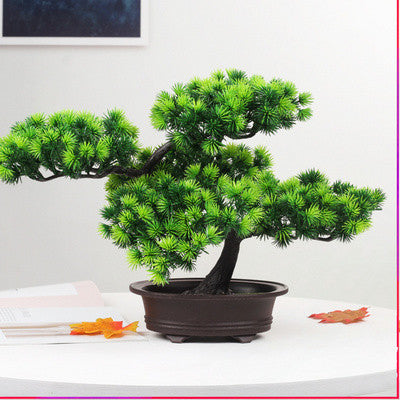 Bonsai Beauty Pine