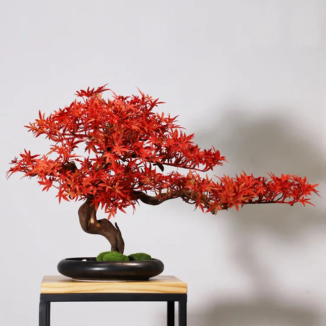 Bonsai Bogu Red Maple / Bogu welcome pine