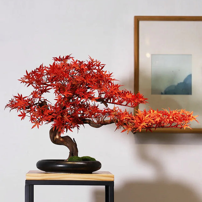 Bonsai Bogu Red Maple / Bogu welcome pine