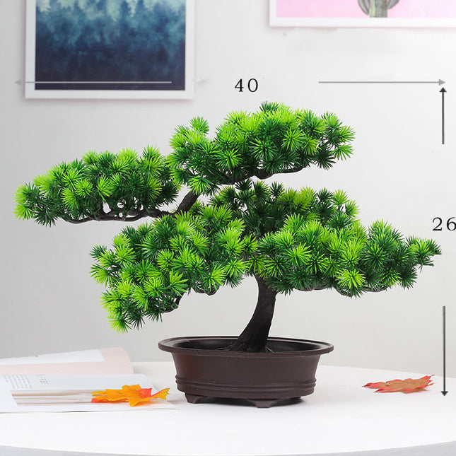 Bonsai Beauty Pine